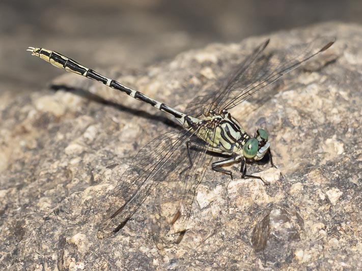 Austrogomphus guerini (Yellow-striped Hunter) male-5.jpg